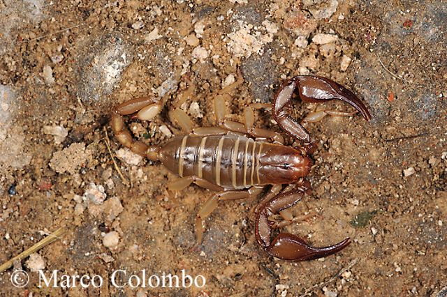 Scorpioni italiani, la biodiversit dimenticata